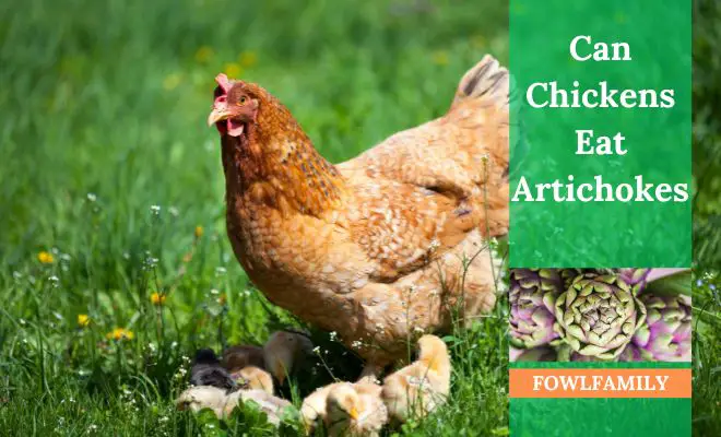 Can Chickens Eat Artichokes? Yes, with Moderation!