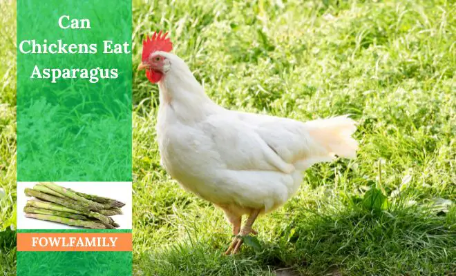 Can Chickens Eat Asparagus? Boiled Asparagus is Recommended!