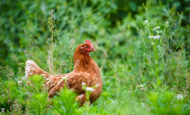 Can Chickens Eat Oranges? Discovering 5 Overfeeding Consequences!