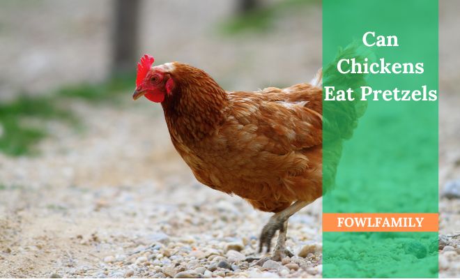 Can Chickens Eat Pretzels? 3 Core Reasons Why They Can’t!