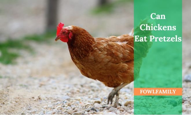 Can Chickens Eat Pretzels