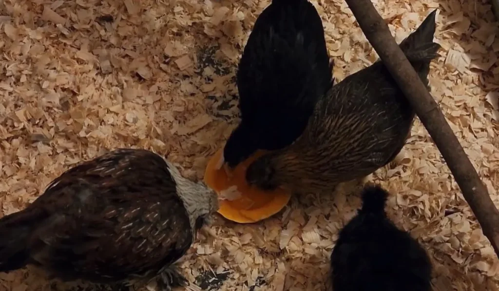 Can Chickens Eat Raw Pumpkins