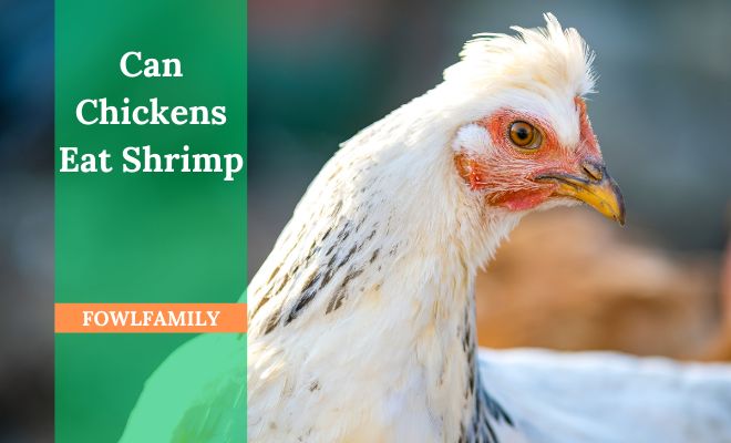 Can Chickens Eat Shrimp? 3 Huge Reasons Why!