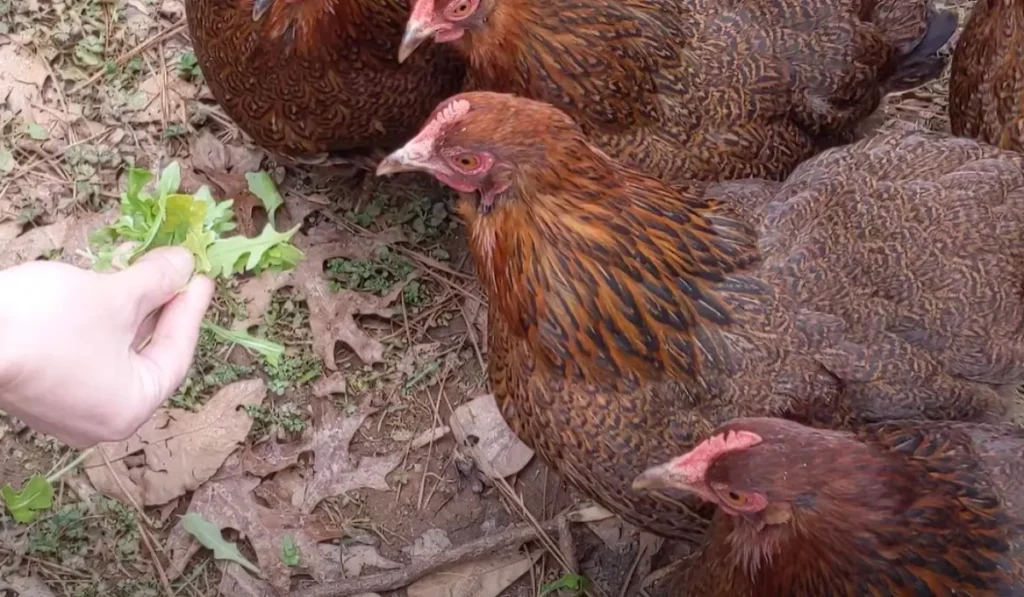 Can chickens Eat Arugula