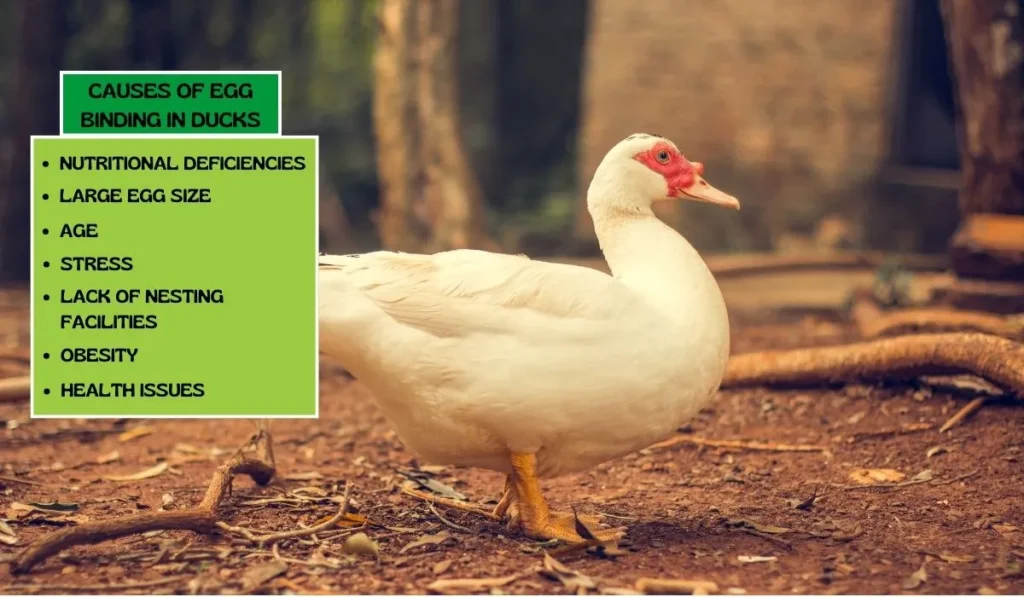 Causes of Egg Binding in Ducks