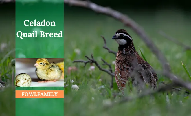 Celadon Quail Breed