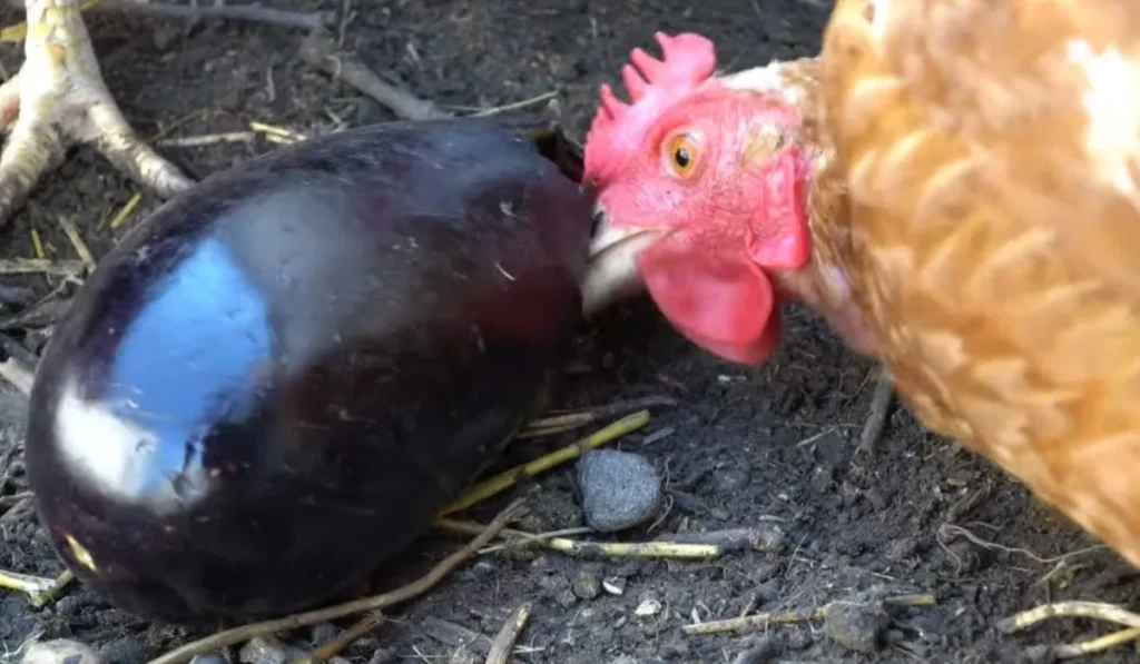 Chickens Eat Eggplant