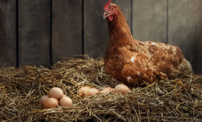 Chickens Lay Purple Eggs