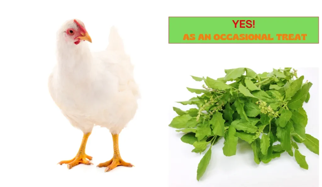 Chickens Eat Basil