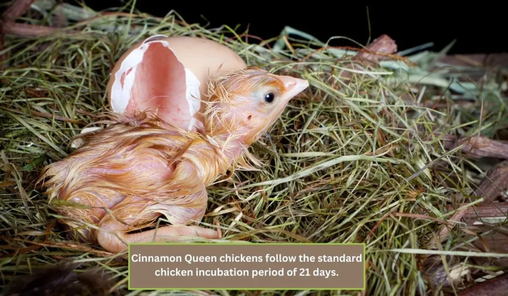 Reproduction And Breeding Of Cinnamon Queen Chicken