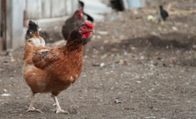 Guide to Raising Cinnamon Queen Chicken Breed