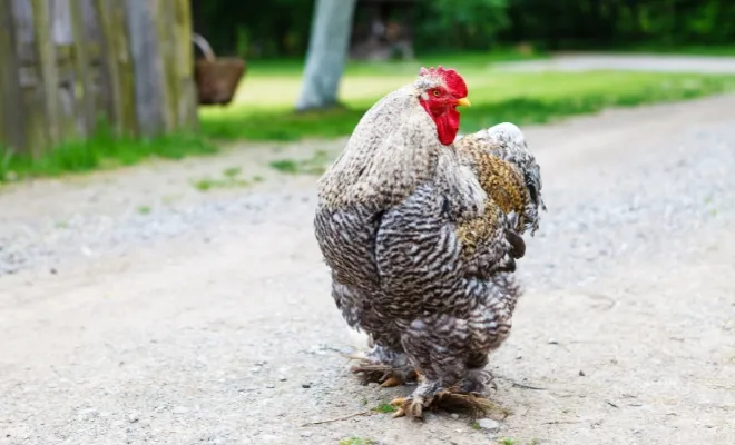 Cochin Chicken