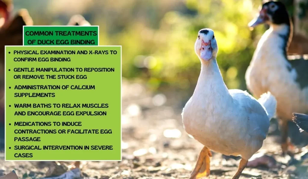 Common Treatments of Duck Egg Binding