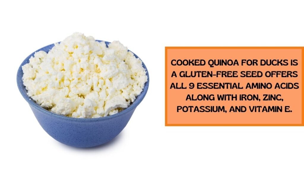 cooked quinoa