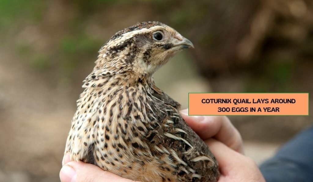 Coturnix Quail