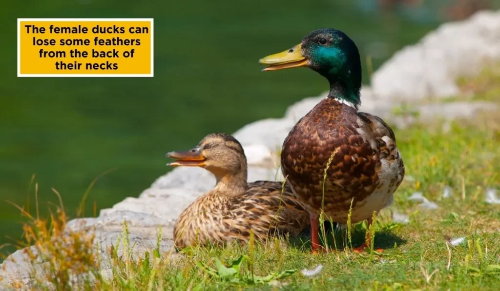 Do Ducks Get Injured While Mating
