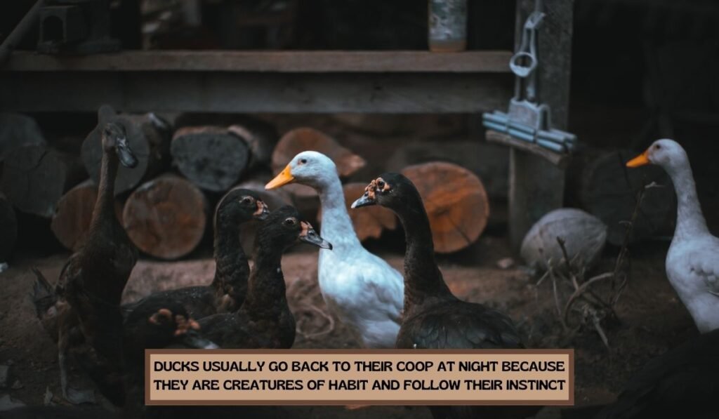 Do Ducks Go Back To The Coop At Night