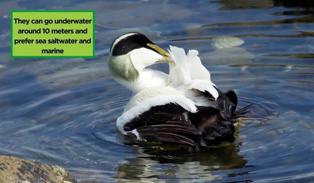 Eider
