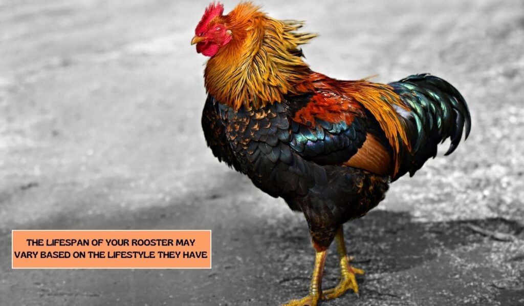 Factors Have An Impact on A Rooster's Lifespan