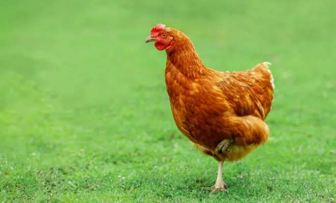 Golden Comet Chicken Breed: A Comprehensive Guide to Raising Them