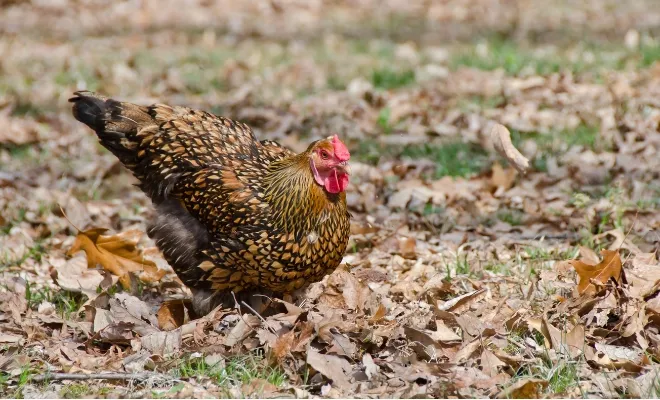 All About Golden-Laced Wyandotte Chicken Breed