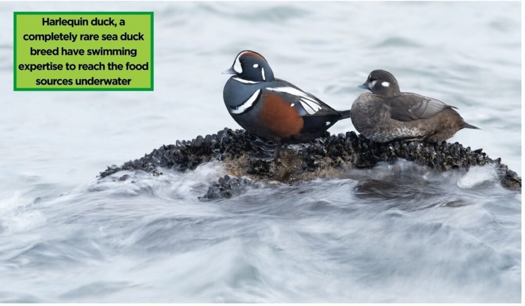 Harlequin duck