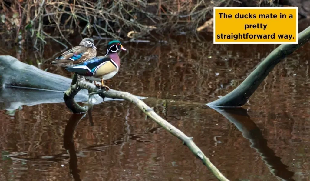 How Do Ducks Mate