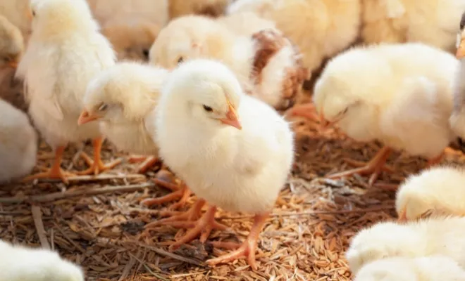 How Long Do Baby Chicks Need A Heat Lamp