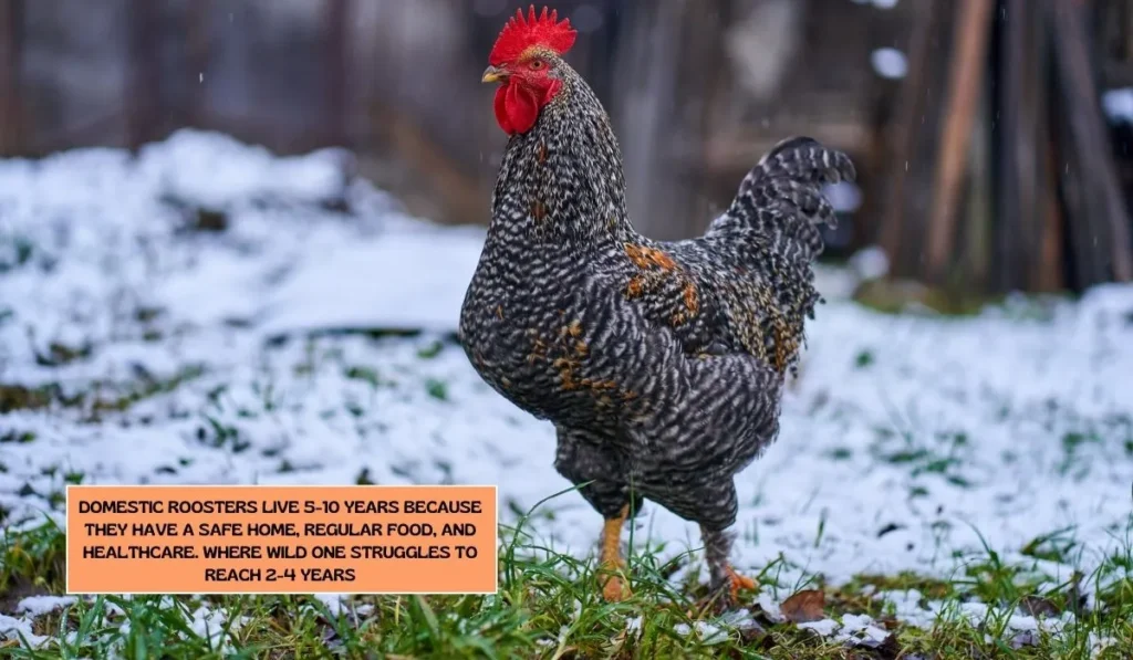 How Long Do Roosters Live 4