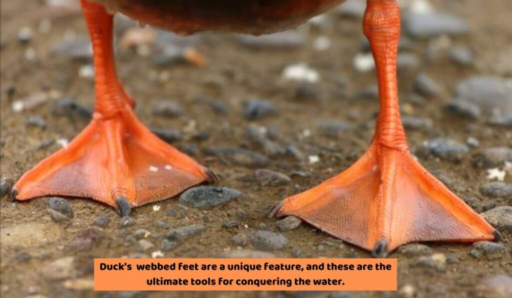 What is the Purpose of Webbed Feet?