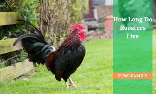 How Long Do Roosters Live? 5 to 10 Years In General!
