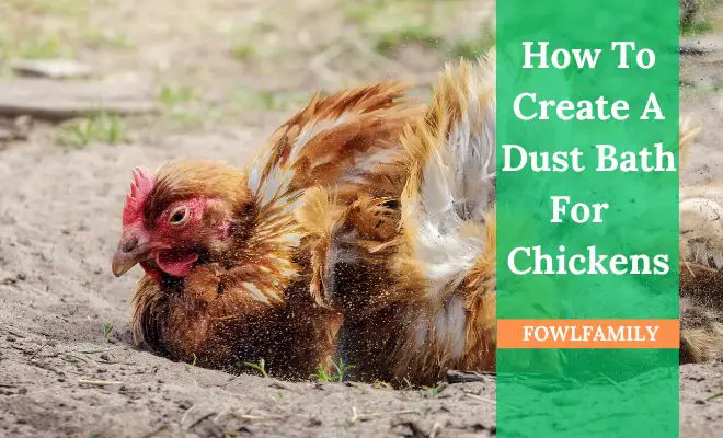 How To Create A Dust Bath For Your Chickens? 8 Proper Steps!