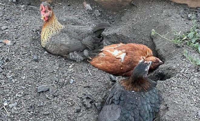 How To Create A Dust Bath For Your Chickens