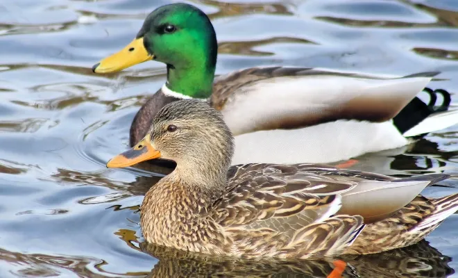 How To Keep Ducks Cool In Summer? Provide Easy Access To Water