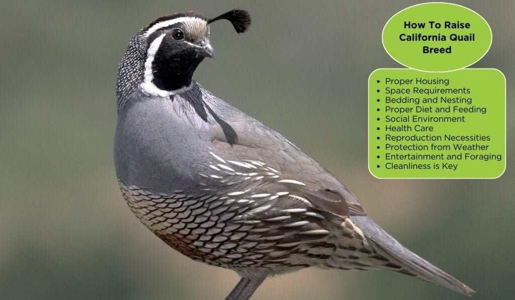How To Raise California Quail Breed