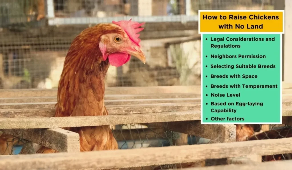 How to Raise Chickens with No Land