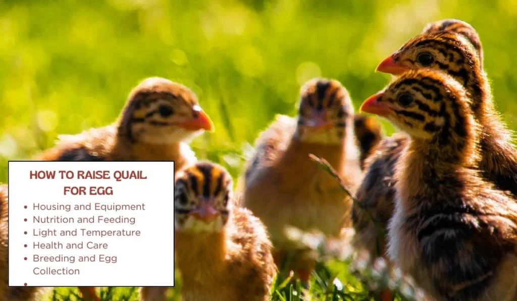 How to Raise Quail for Egg