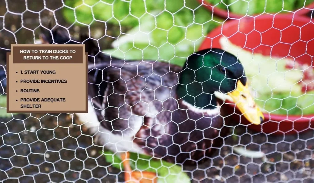How to Train Ducks to Return to the Coop
