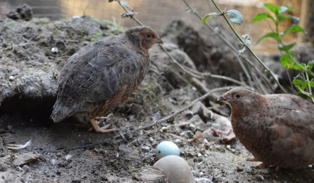 How to breed Celadon quails