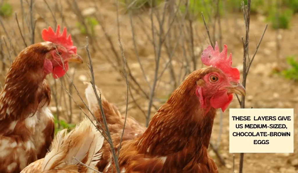 Isabrown Hybrid Chicken