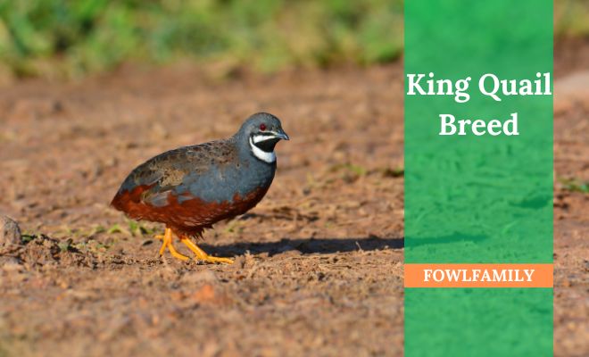 King Quail Breed: The Smallest and Most Popular Bird to Keep!