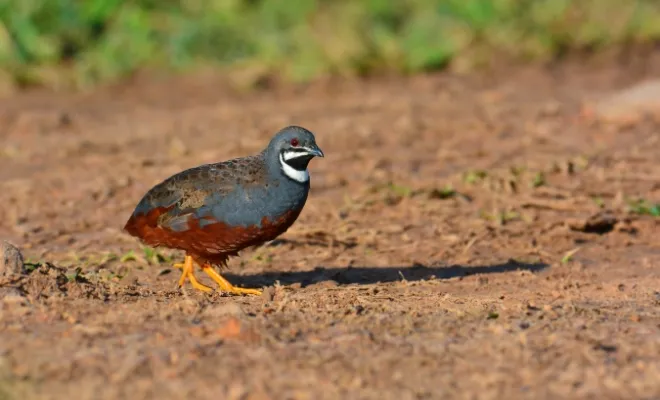 King Quail Breed: The Smallest and Most Popular Bird to Keep!