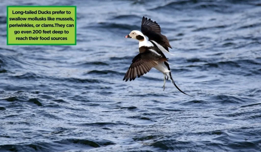 Long-tailed Ducks