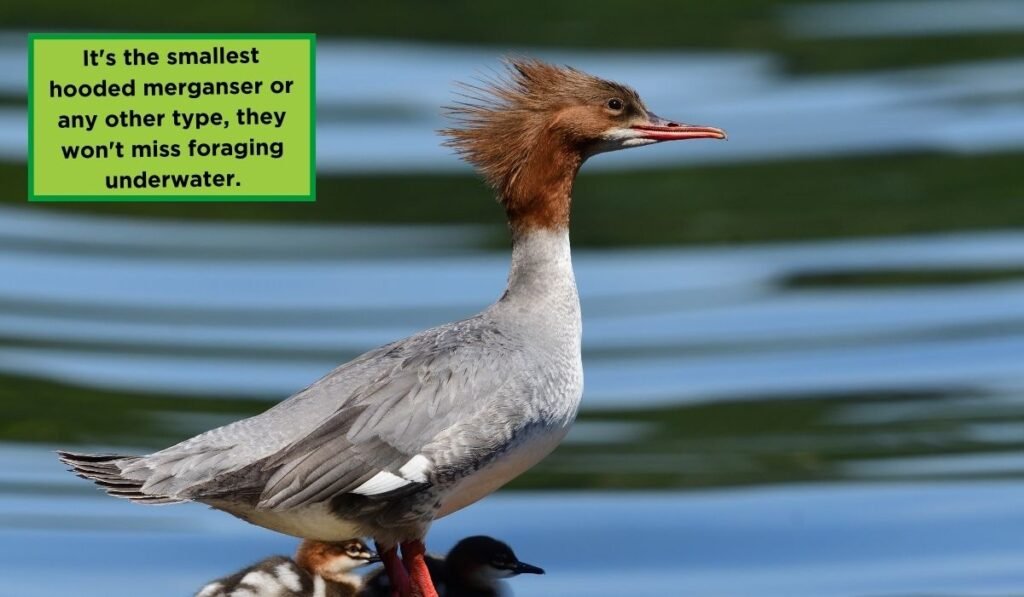 Merganser