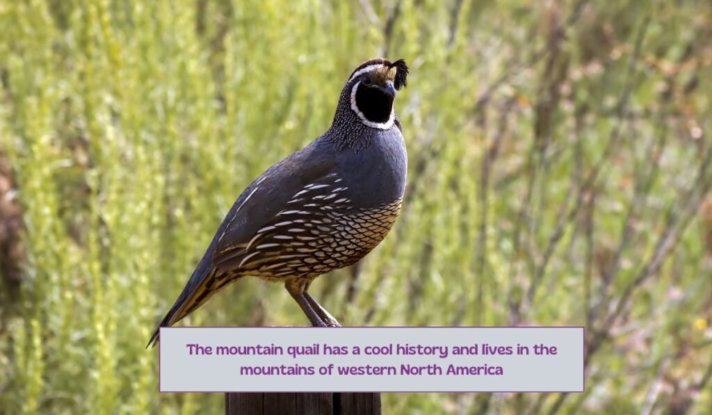 History of mountain quail