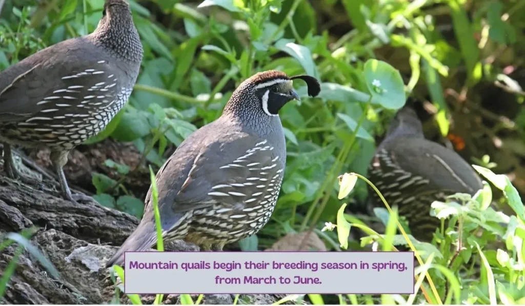 Mountain quails breeding