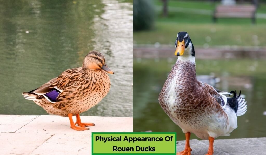 Physical Appearance Of Rouen Ducks