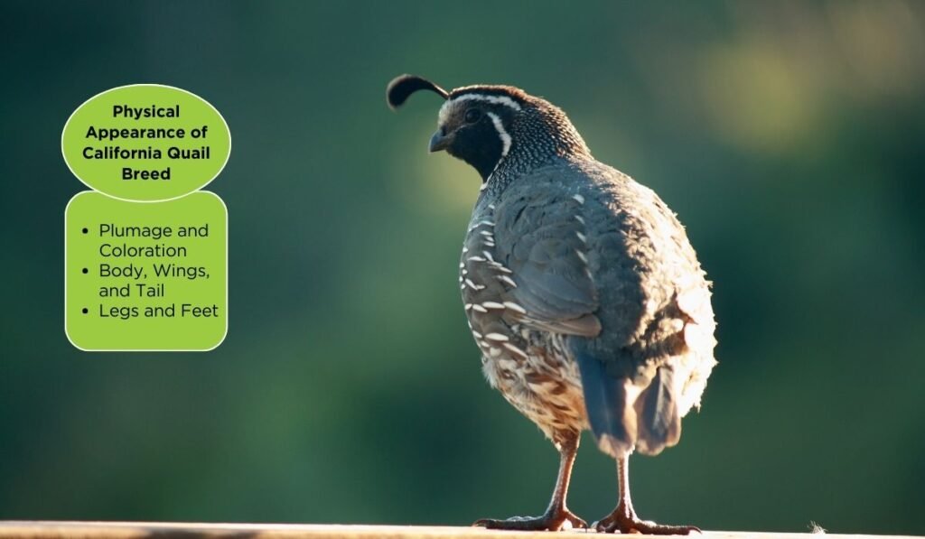 Physical Appearance of California Quail Breed