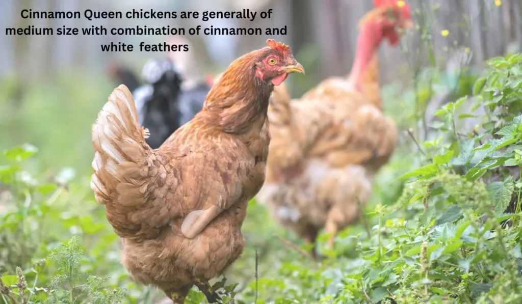 Physical Appearance of Cinnamon Queen Chicken 