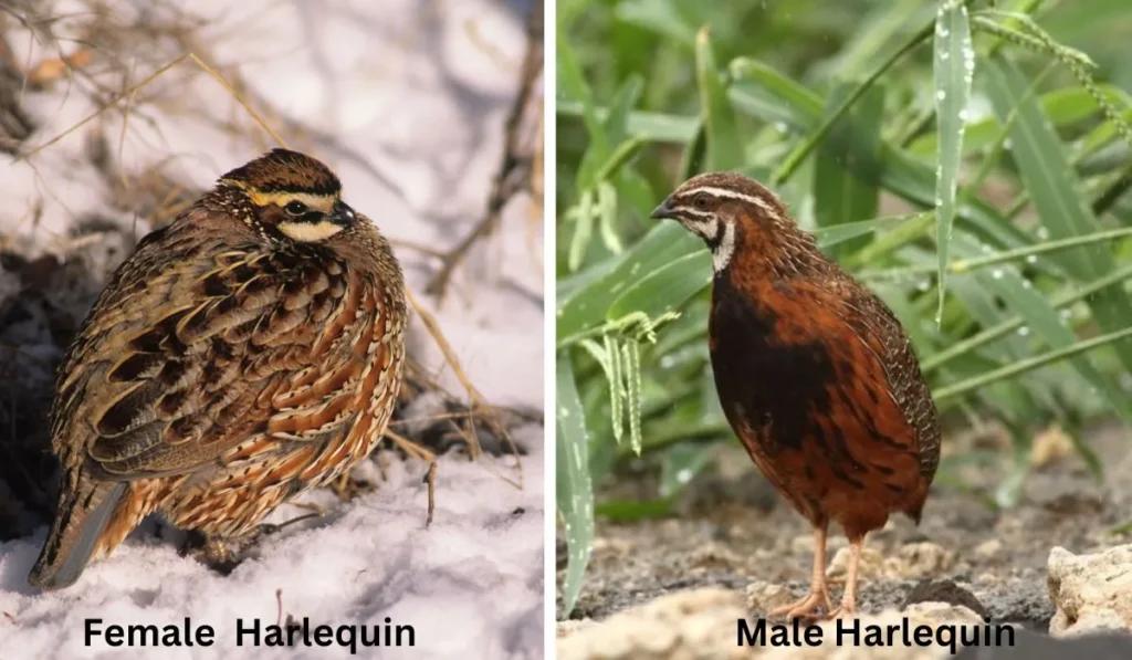 Physical Appearance of Harlequin Quail Breed